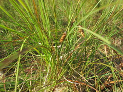 Carex limosa