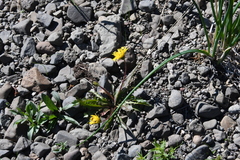 Taraxacum acricorne