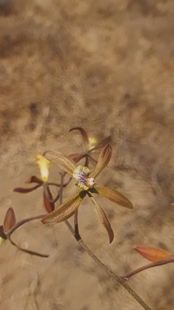 Encyclia rodolfoi Archila, Chiron & Véliz