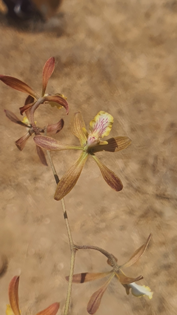 Encyclia rodolfoi Archila, Chiron & Véliz 2
