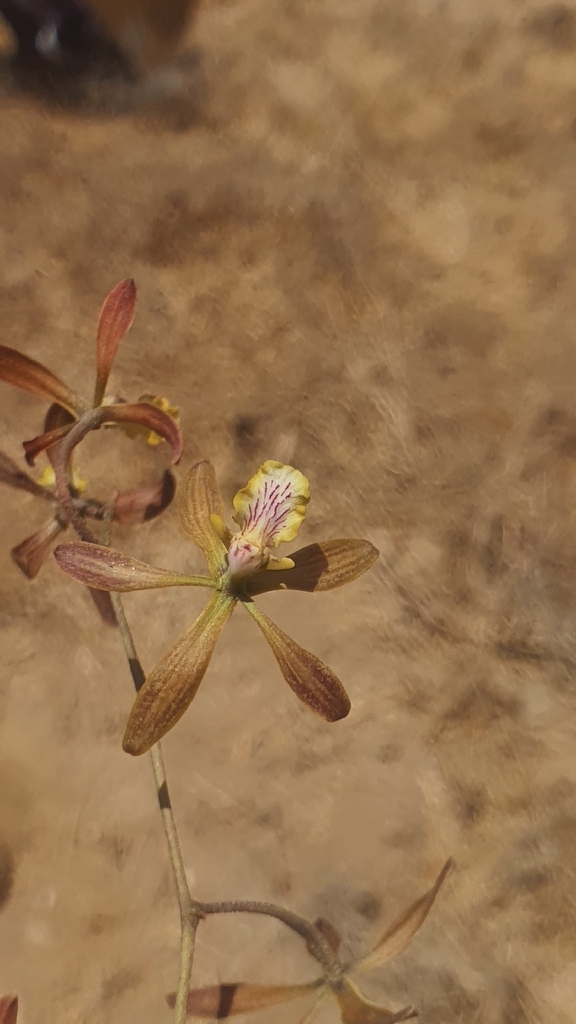 Encyclia rodolfoi Archila, Chiron & Véliz 4