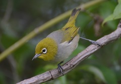 Zosterops lateralis chlorocephalus