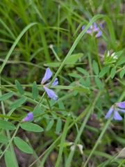 author not stated, no rights reserved Vicia ludoviciana, photograph author not stated, no rights reserved