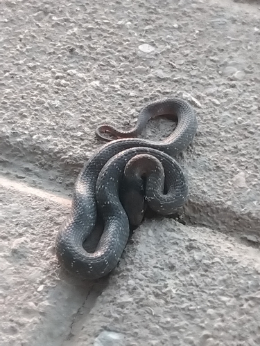 Red-lipped Snake