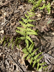 Athyrium asplenioides