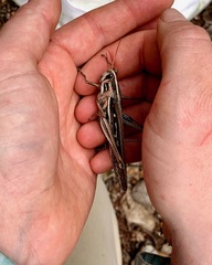 Schistocerca americana