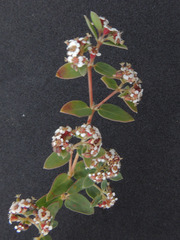 Euphorbia capitellata