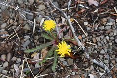 Taraxacum acricorne