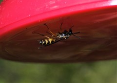 Angiopolybia