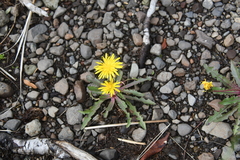 Taraxacum acricorne