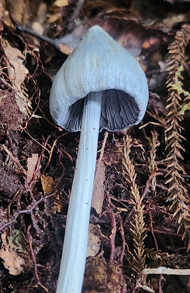 Entoloma hochstetteri · May 2026 · photo: © claire_grace83 (iNaturalist, cc-by)