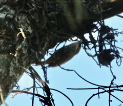 Lepidocolaptes falcinellus