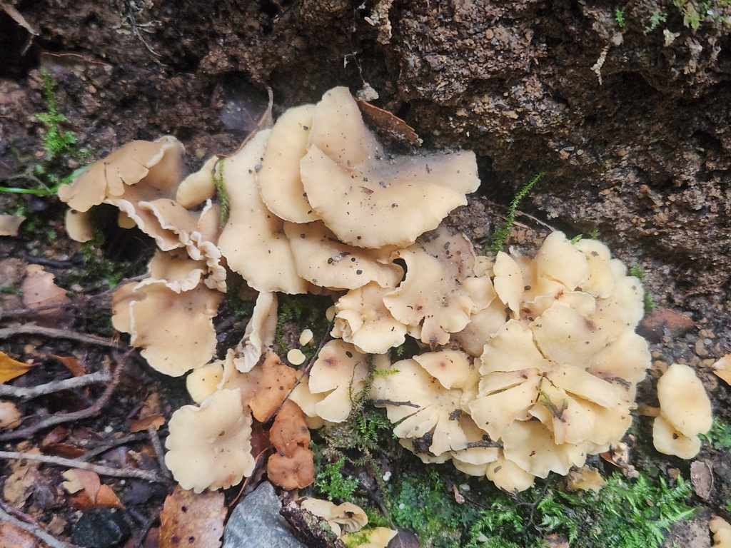 Cantharellus wellingtonensis · May 2026 · photo: © claire_grace83 (iNaturalist, cc-by)