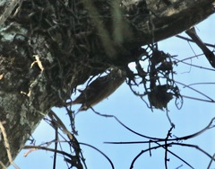 Lepidocolaptes falcinellus