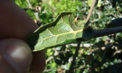 Quercus agrifolia agrifolia