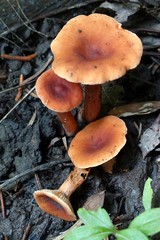 Lactarius nitidus