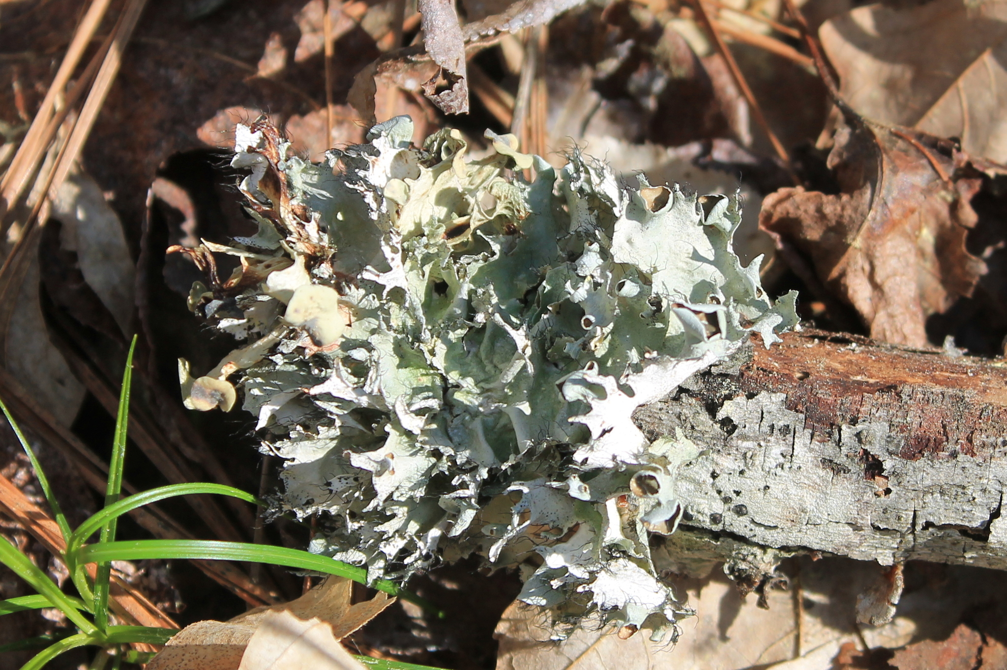 Parmotrema reticulatum image