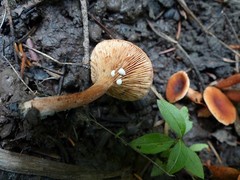 Lactarius nitidus