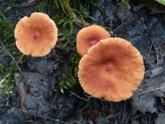 Lactarius nitidus