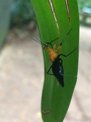 Acanthischium superbum