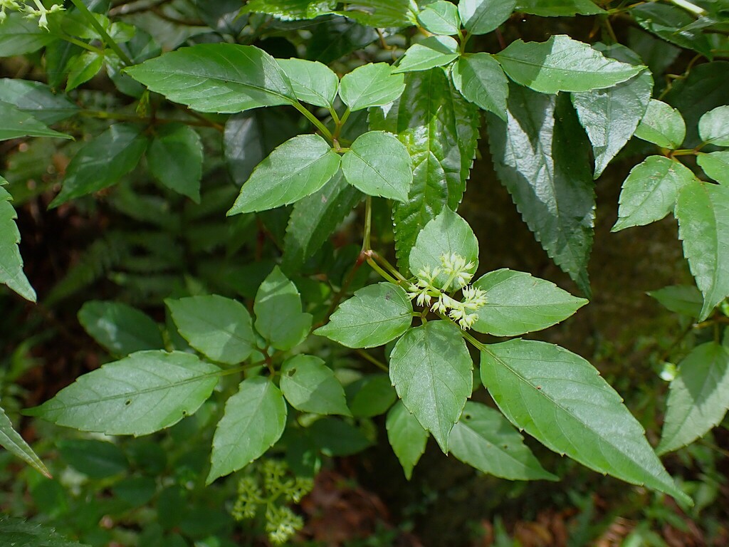 Causonis