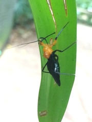 Acanthischium superbum