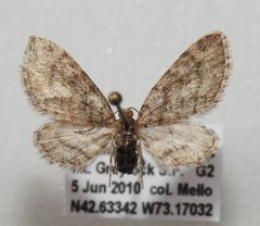 Eupithecia palpata