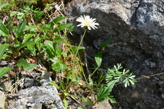 Taraxacum arcticum