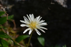 Taraxacum arcticum