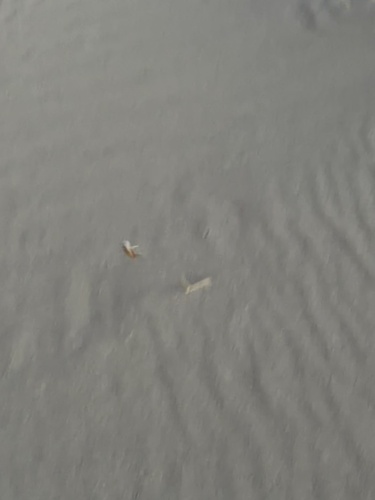 Giuliani's Dune Scarab photo 3