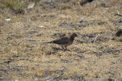 Streptopelia senegalensis