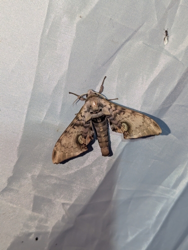 Durian Hawkmoth