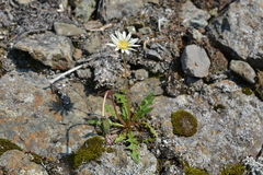 Taraxacum arcticum