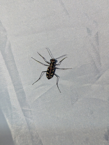 Golden-spotted Tiger Beetle
