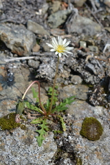 Taraxacum arcticum