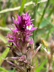 Castilleja densiflora, photograph (c) avephill, some rights reserved (CC BY)