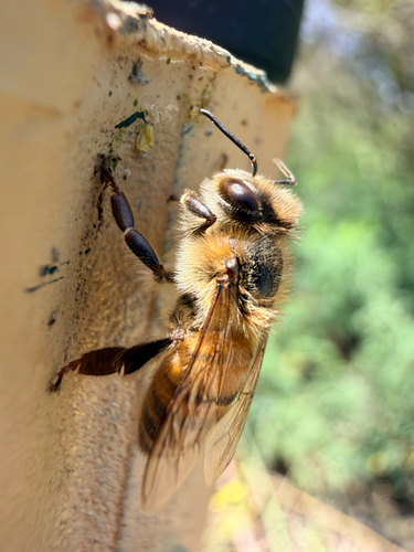 iNaturalist observation photo of Western Honey Bee