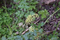 Levisticum officinale