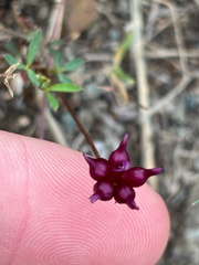 Trifolium depauperatum, photograph (c) avephill, some rights reserved (CC BY)