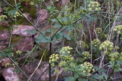 Levisticum officinale
