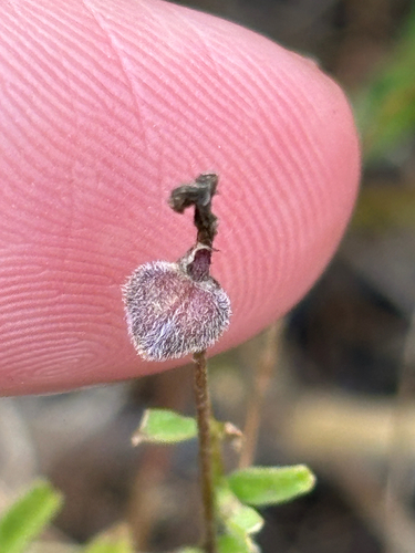 Astragalus gambelianus, photograph 3