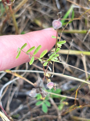 (c) avephill, some rights reserved (CC BY) Astragalus gambelianus, photograph (c) avephill, some rights reserved (CC BY)