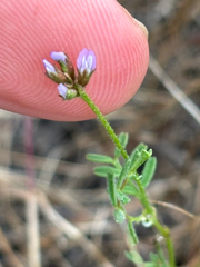 Astragalus gambelianus