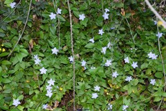 Vinca difformis