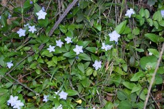 Vinca difformis