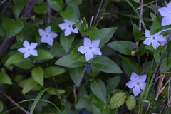 Vinca difformis