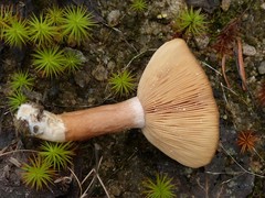 Lactarius nitidus