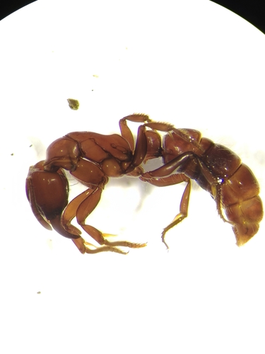 Centromyrmex hamulatusCentromyrmex hamulatus
