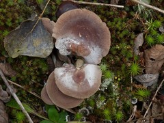 Lactarius nitidus