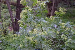 Levisticum officinale